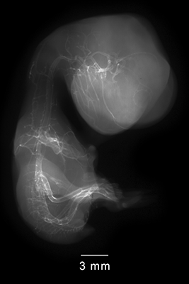 stage 35 chick embryo x-ray